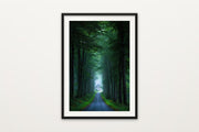Beech Forest Road