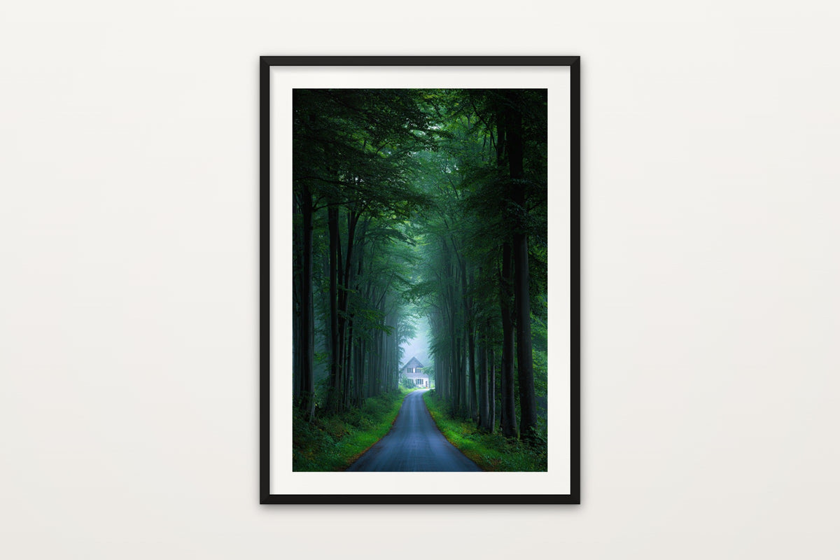 Beech Forest Road wall art print – A misty beech tree tunnel over a forest road by a cottage