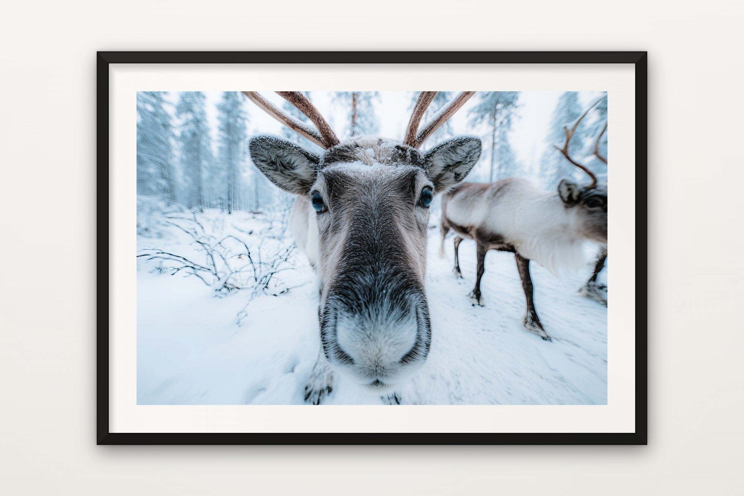 Lapland Reindeer