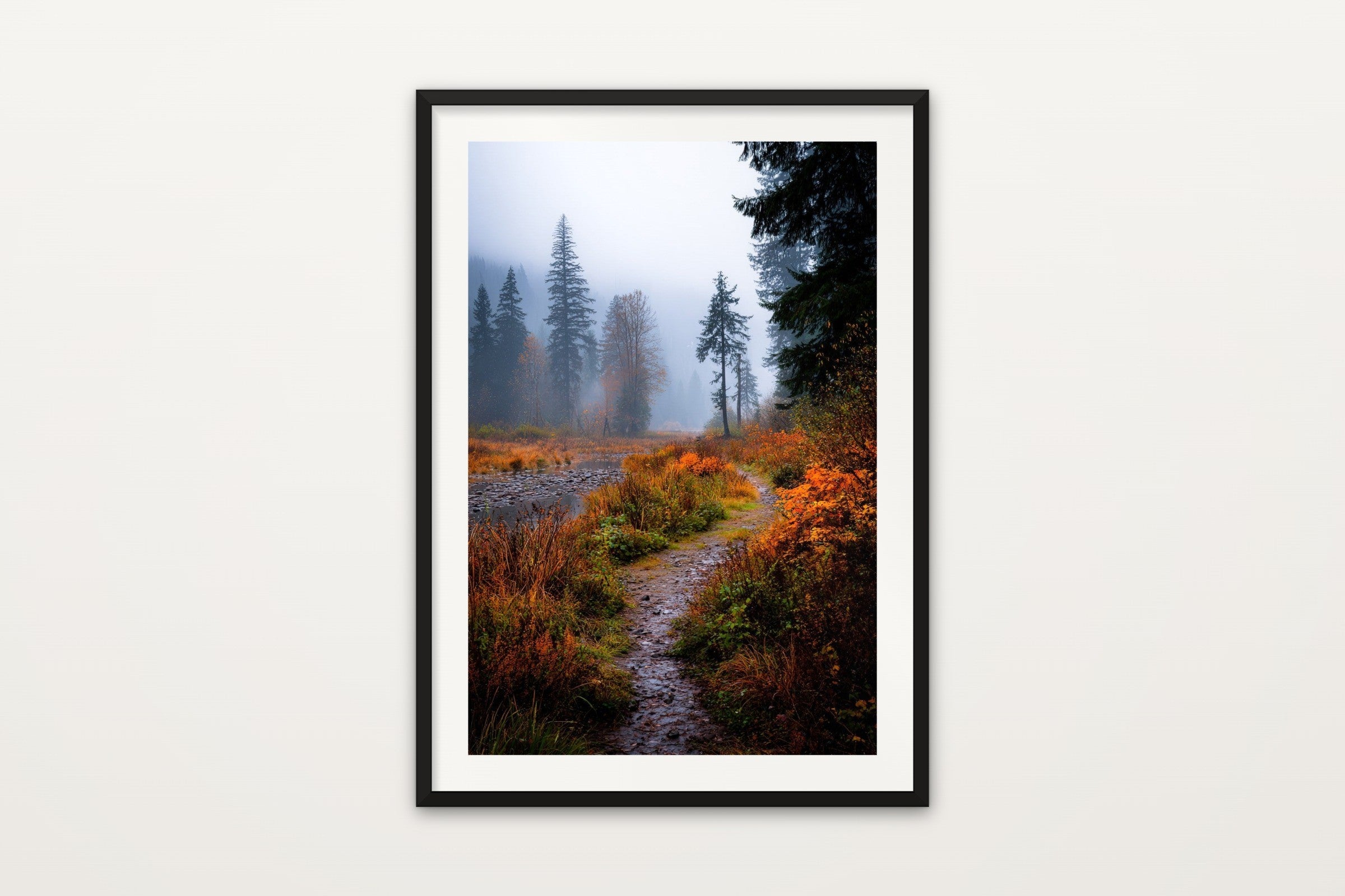 Foggy Forest Trail