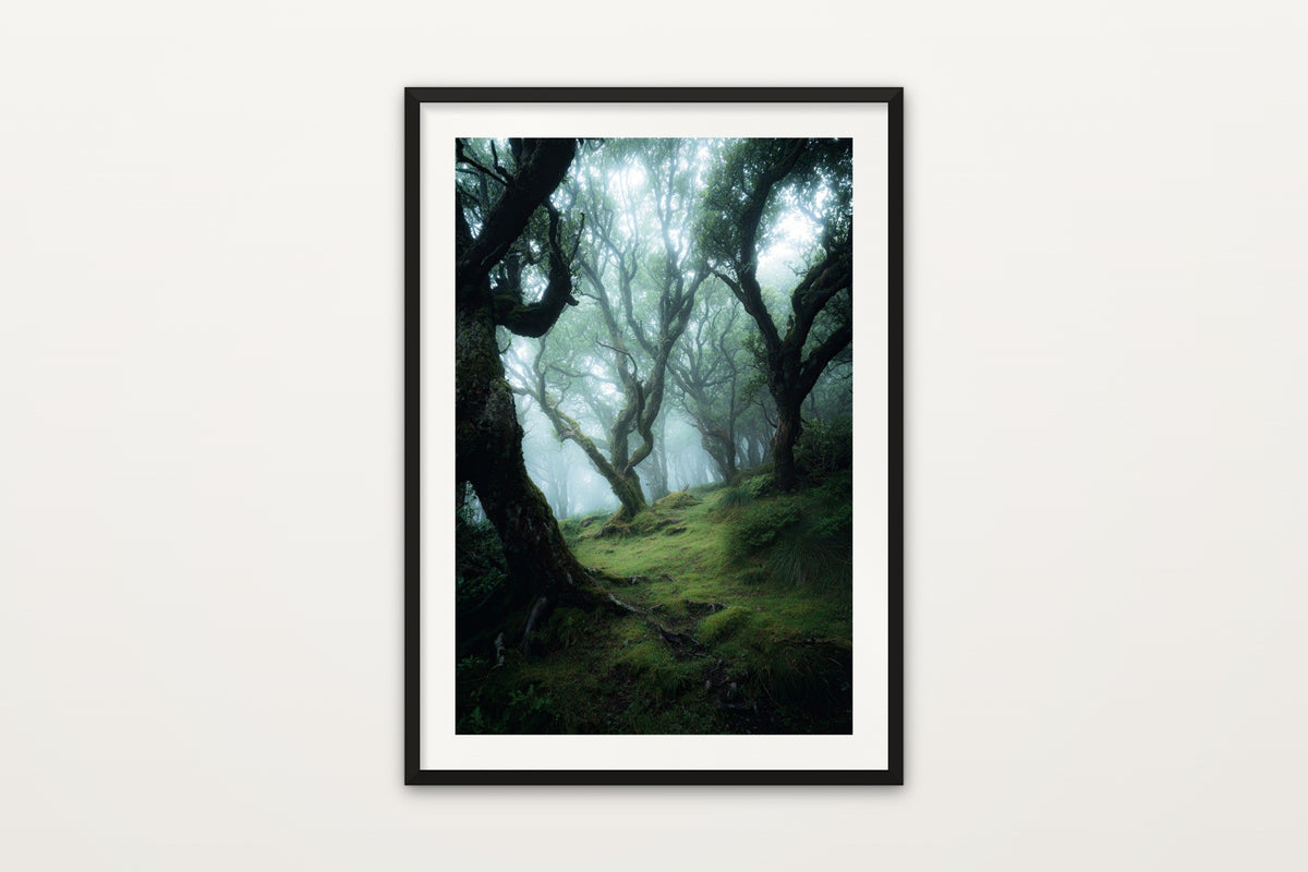 Fanal Laurel Forest wall art print – Twisted ancient laurel trees in the misty Fanal Forest, Madeira