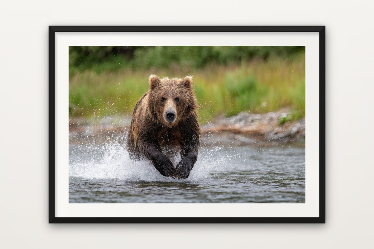 Grizzly Bear wall art print – A grizzly bear in the wild