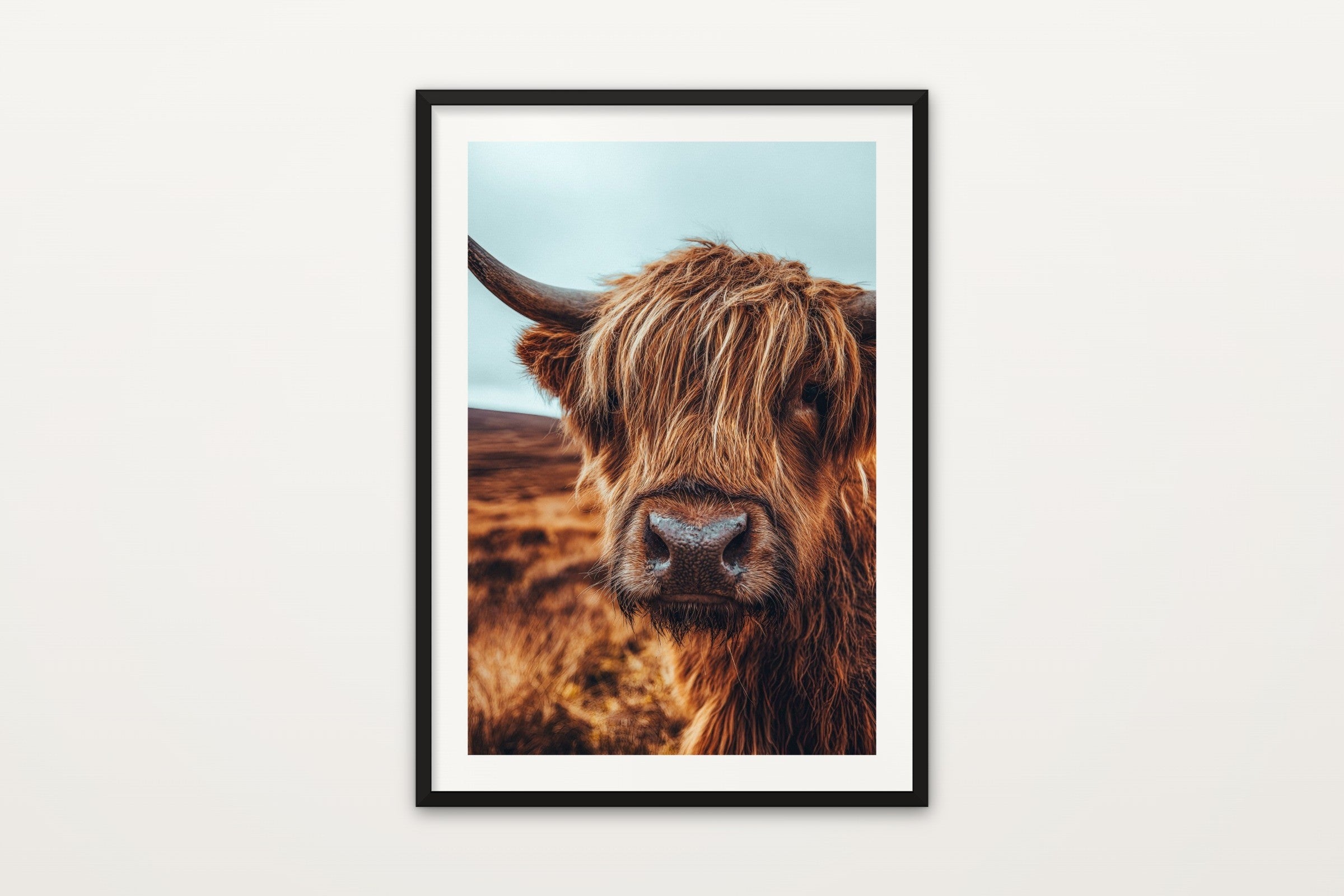 Highland Cow