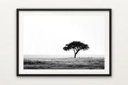Lone Acacia