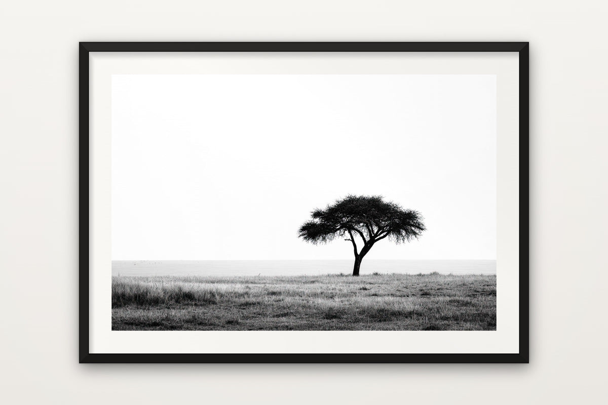 Lone Acacia wall art print – A lone acacia on the African savannah, in minimalist black and white