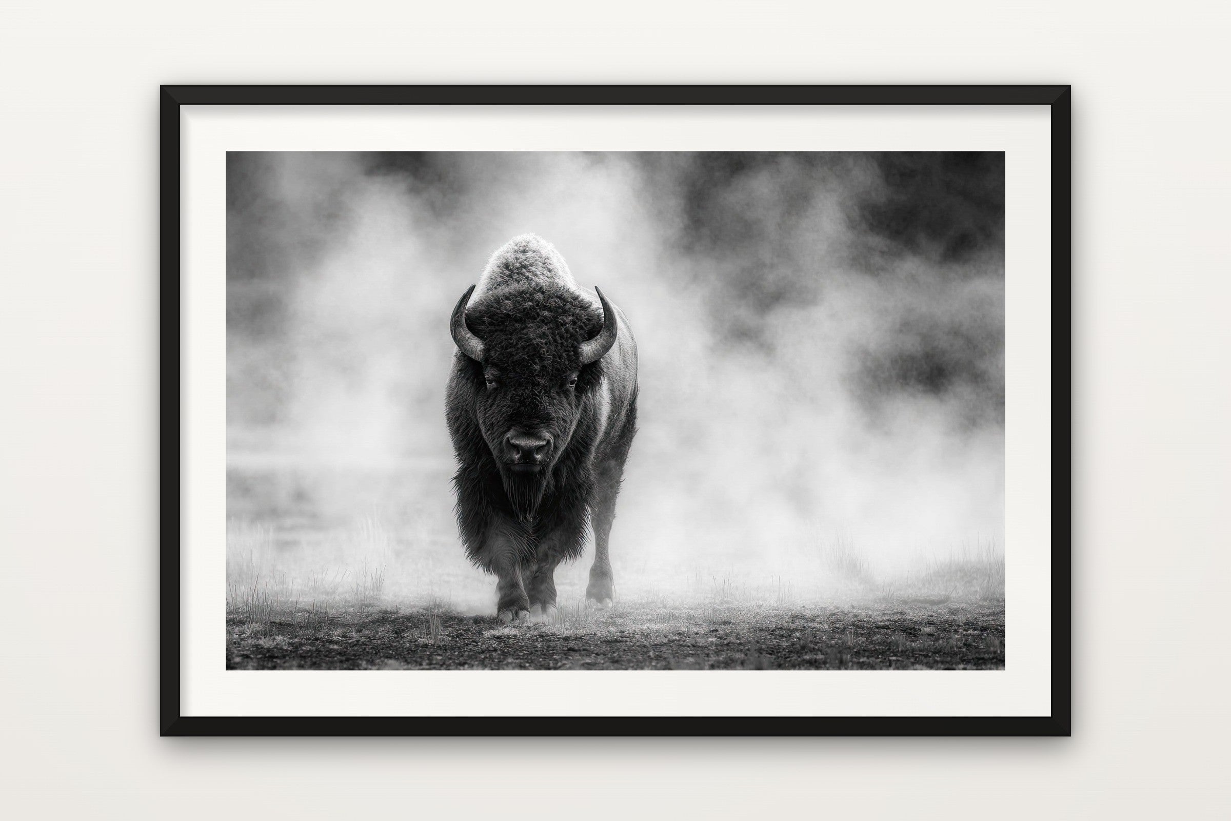 American Bison