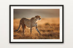 Cheetah on the Savanna