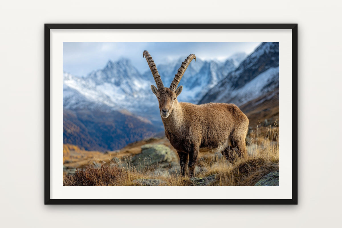 Alpine Guardian wall art print – A Swiss ibex on an alpine ridge