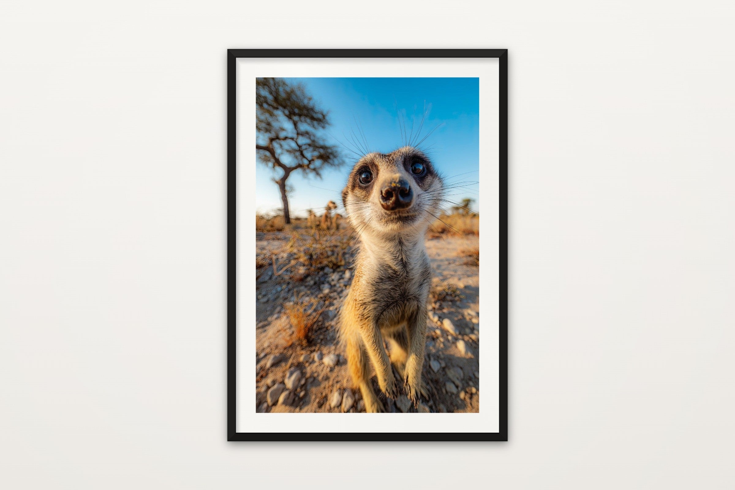 Meerkat
