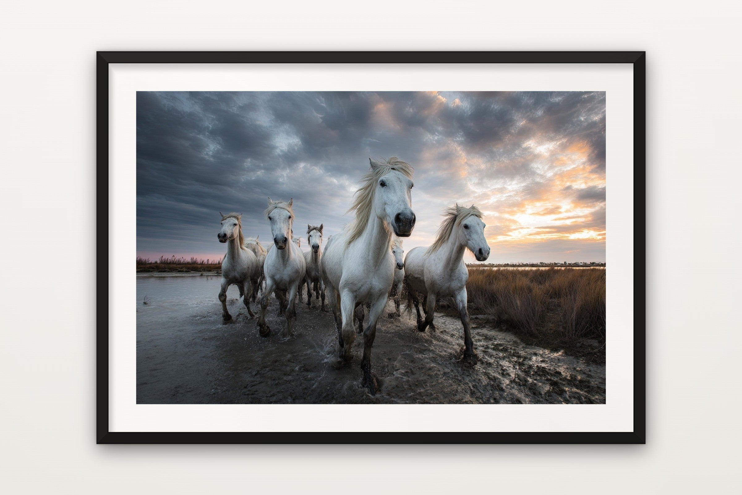 Camargue White Horses