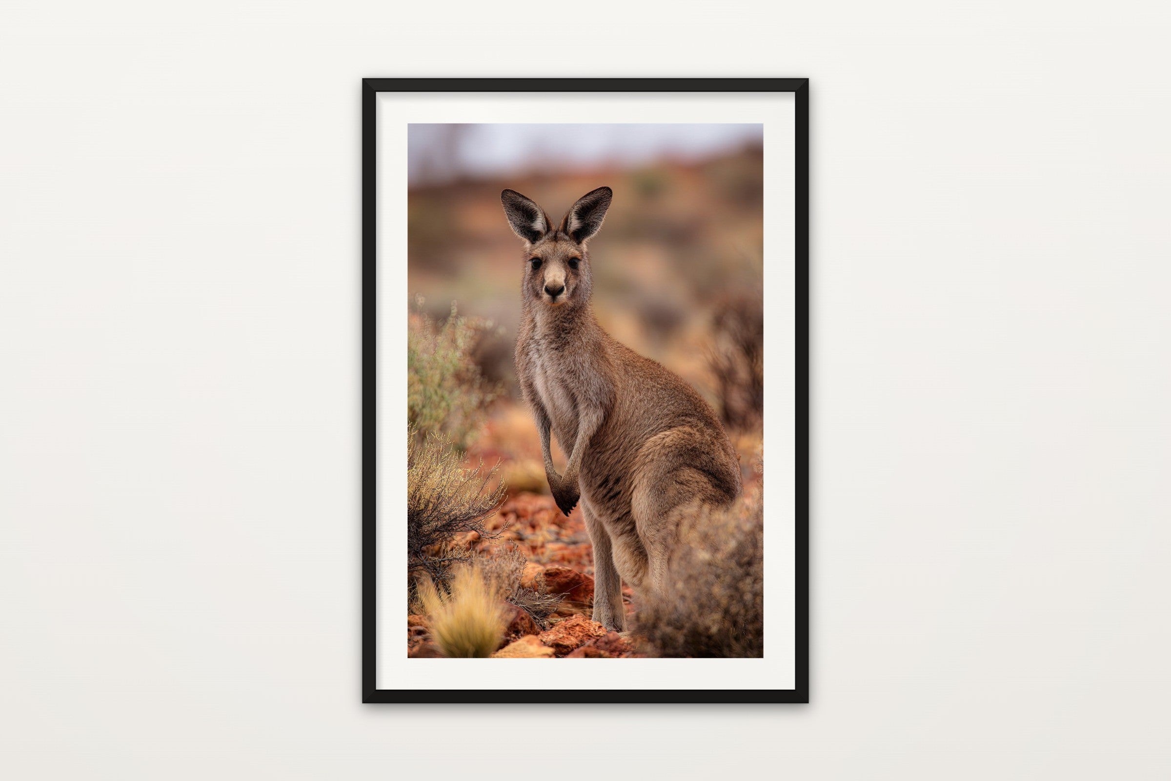 Outback Kangaroo