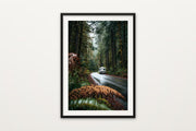 Hoh Rainforest Road