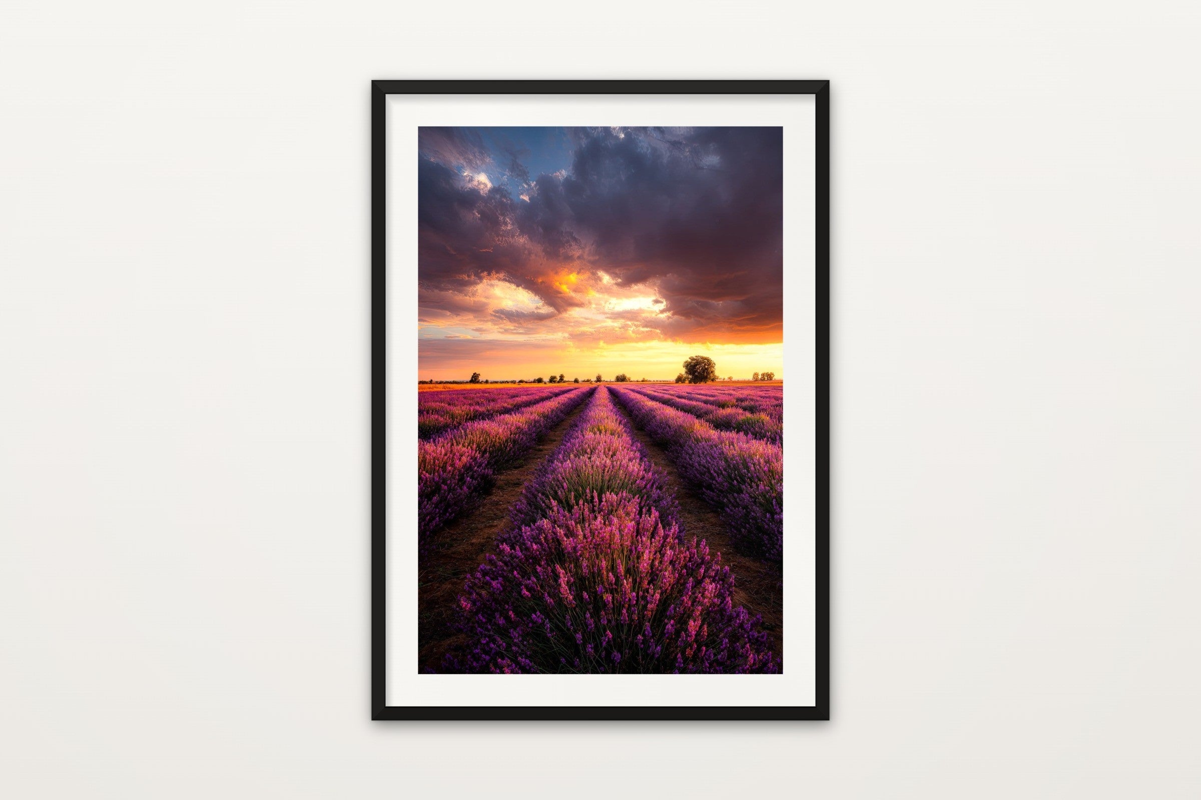 Lavender at Sunset