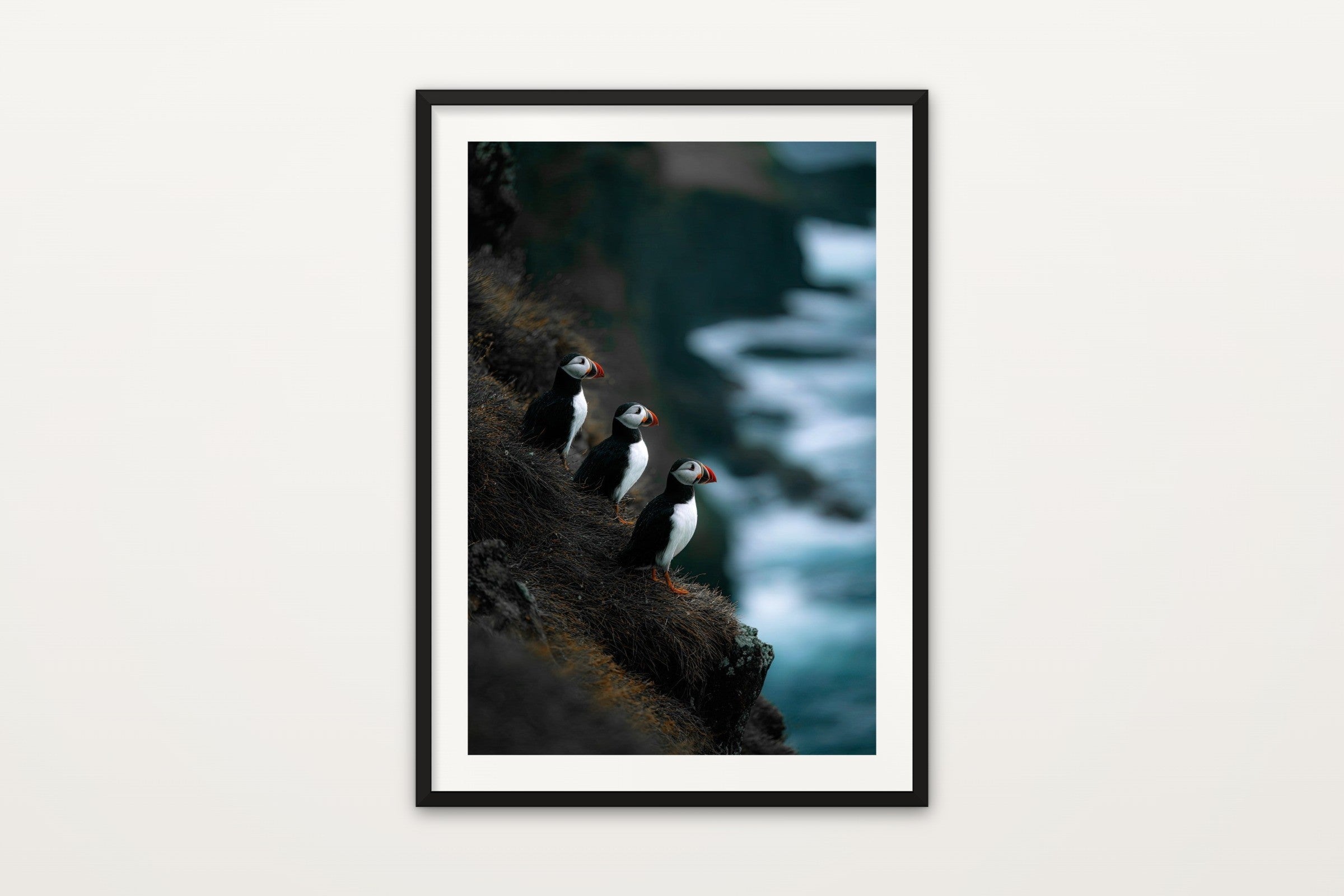 Atlantic Puffins III