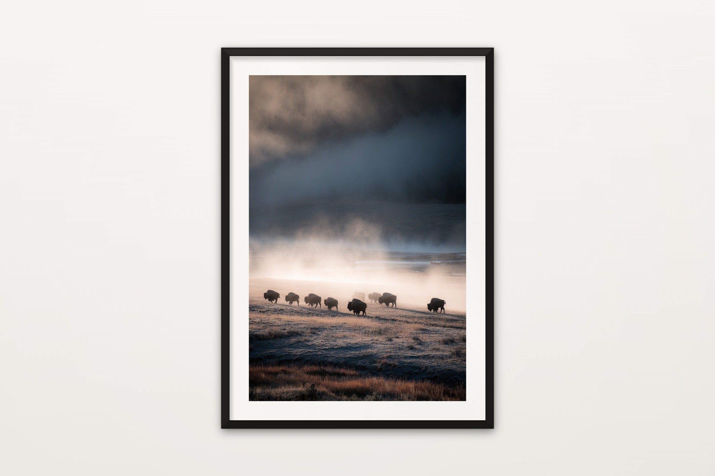 Bison in the Mist