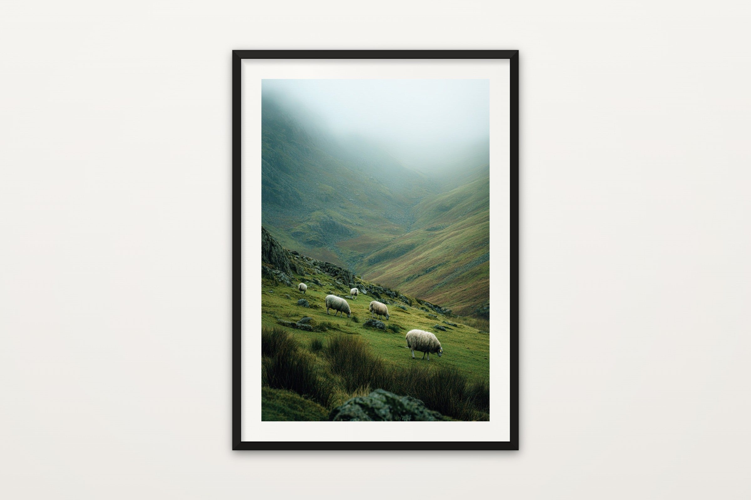 Grazing Sheep