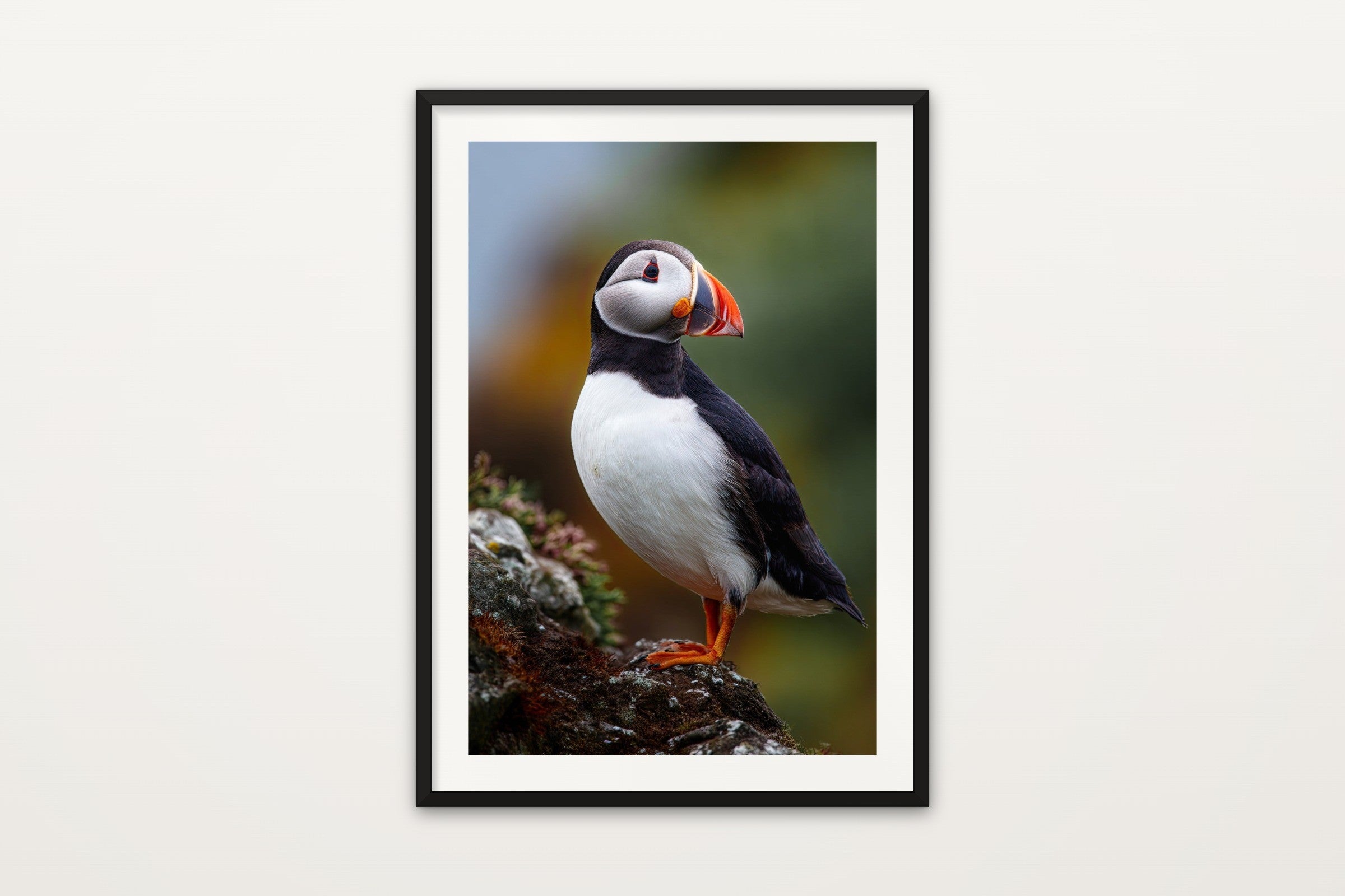 Atlantic Puffin