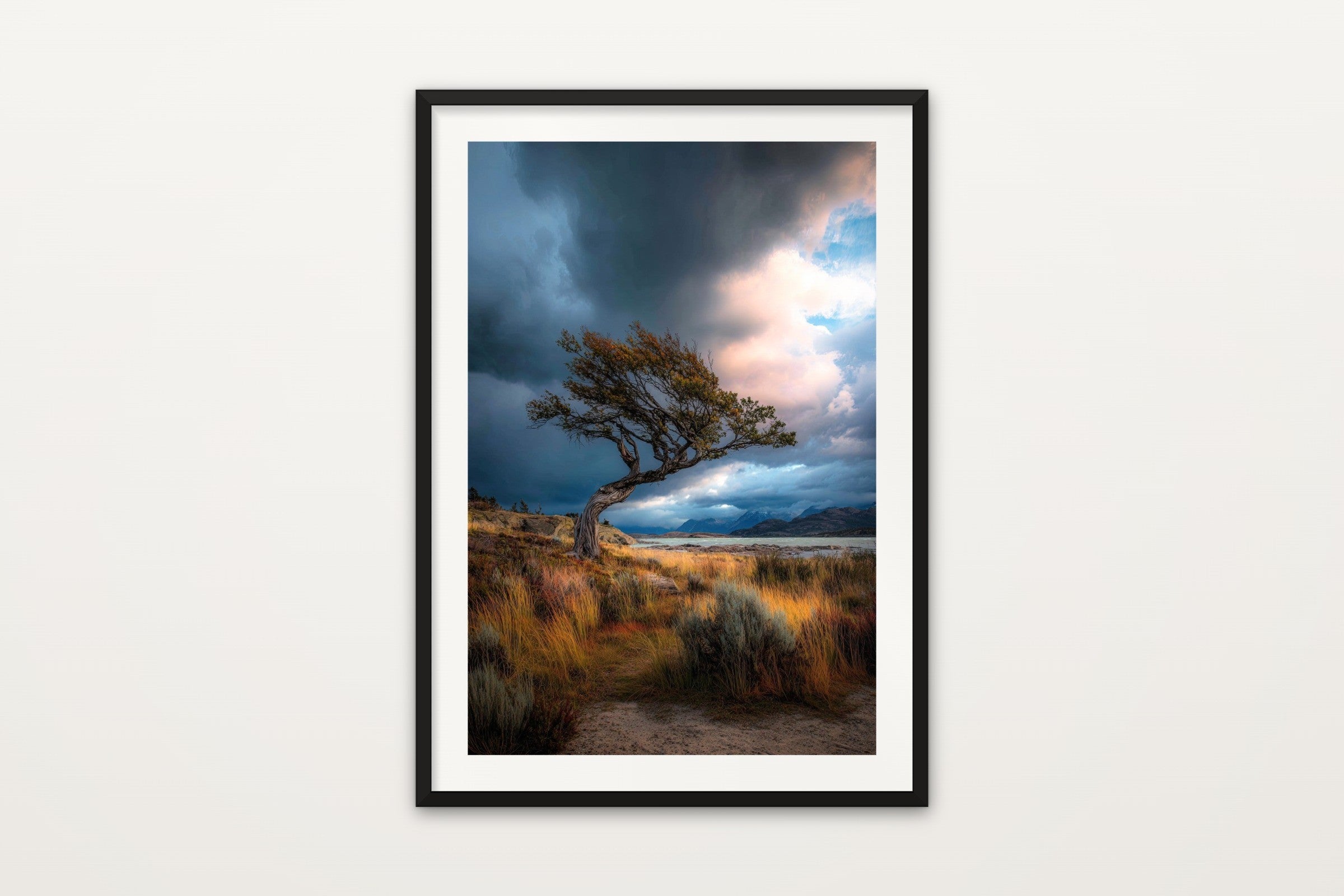 Wind Bent Tree, Patagonia