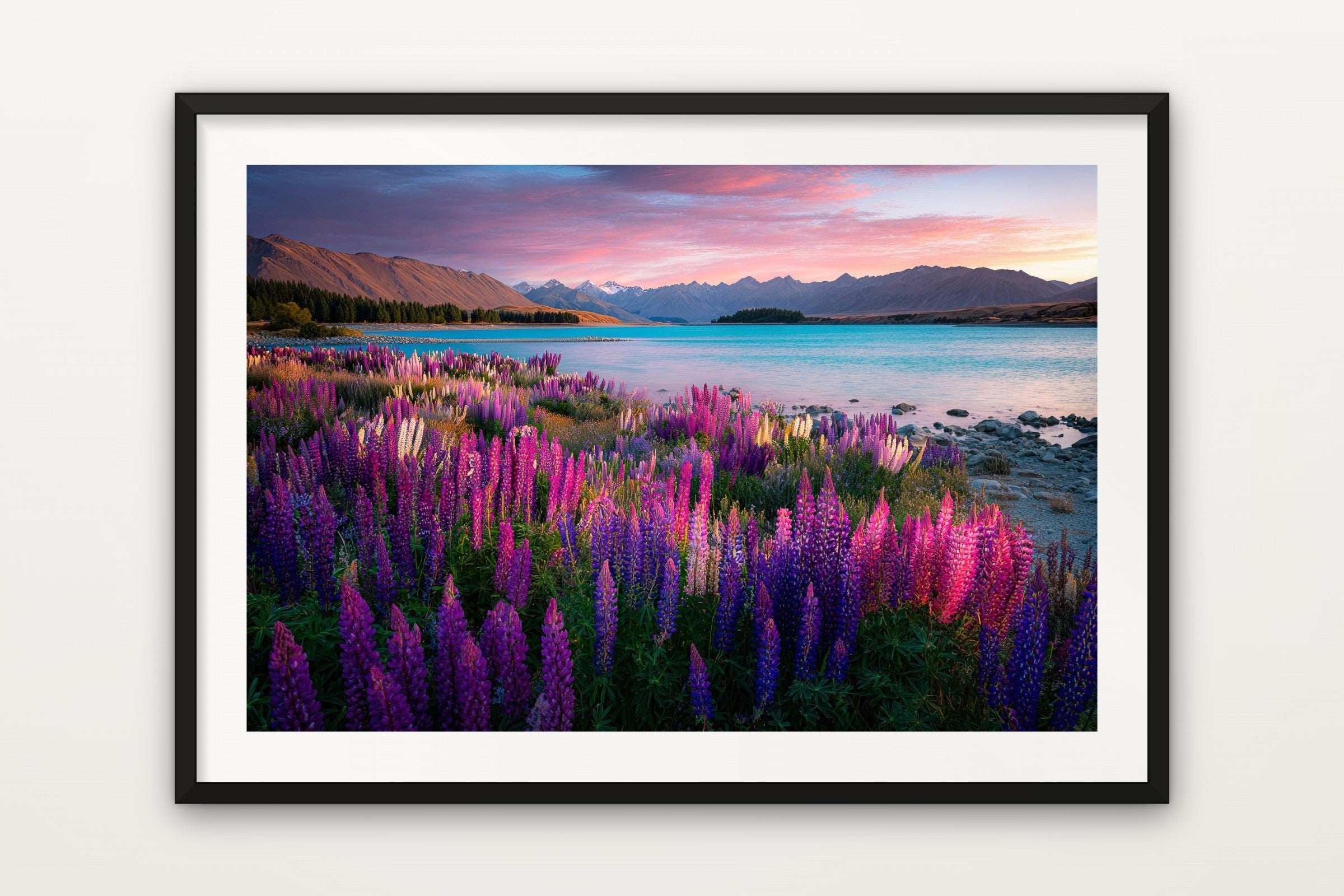 Tekapo Lupins II
