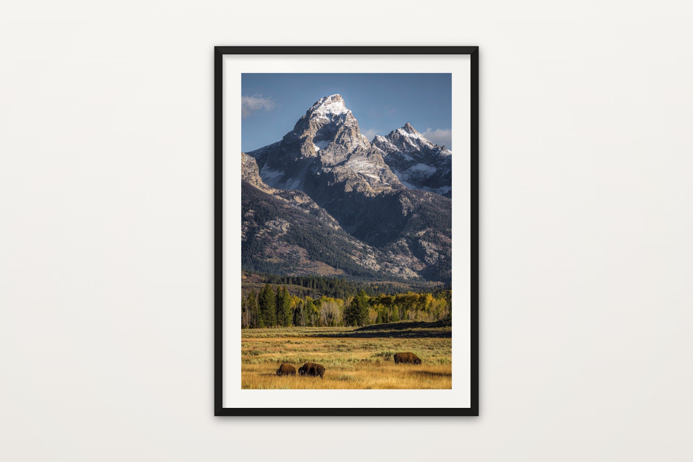 Teton Bison Herd