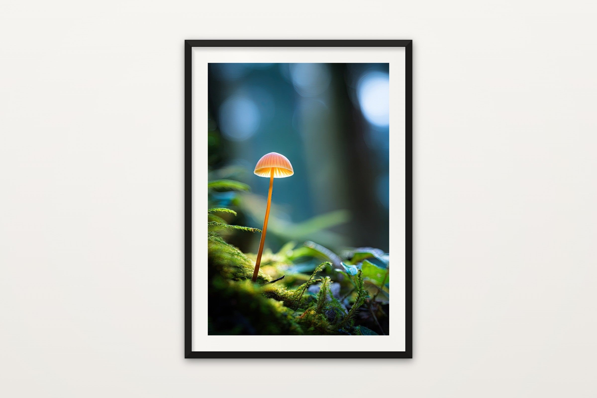 Forest Mushroom