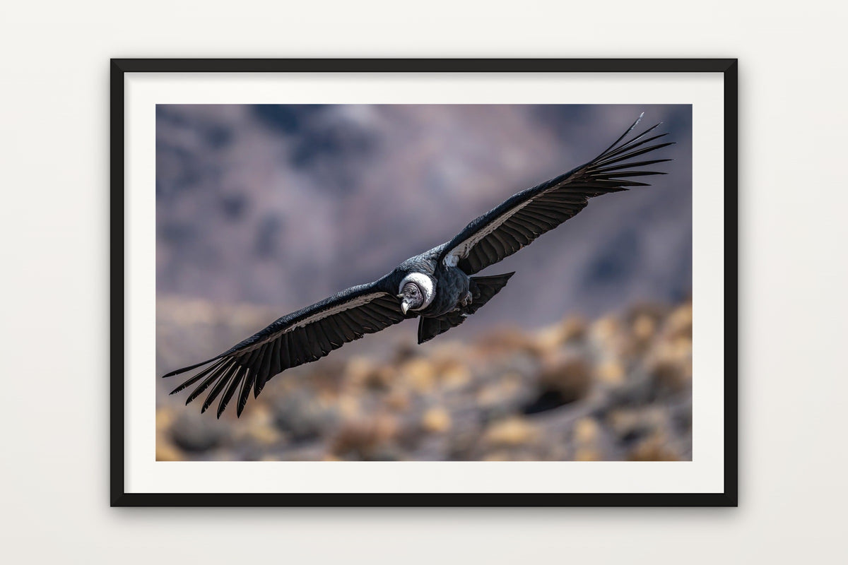 Condor over Patagonia wall art print – A condor over the Andes of Patagonia