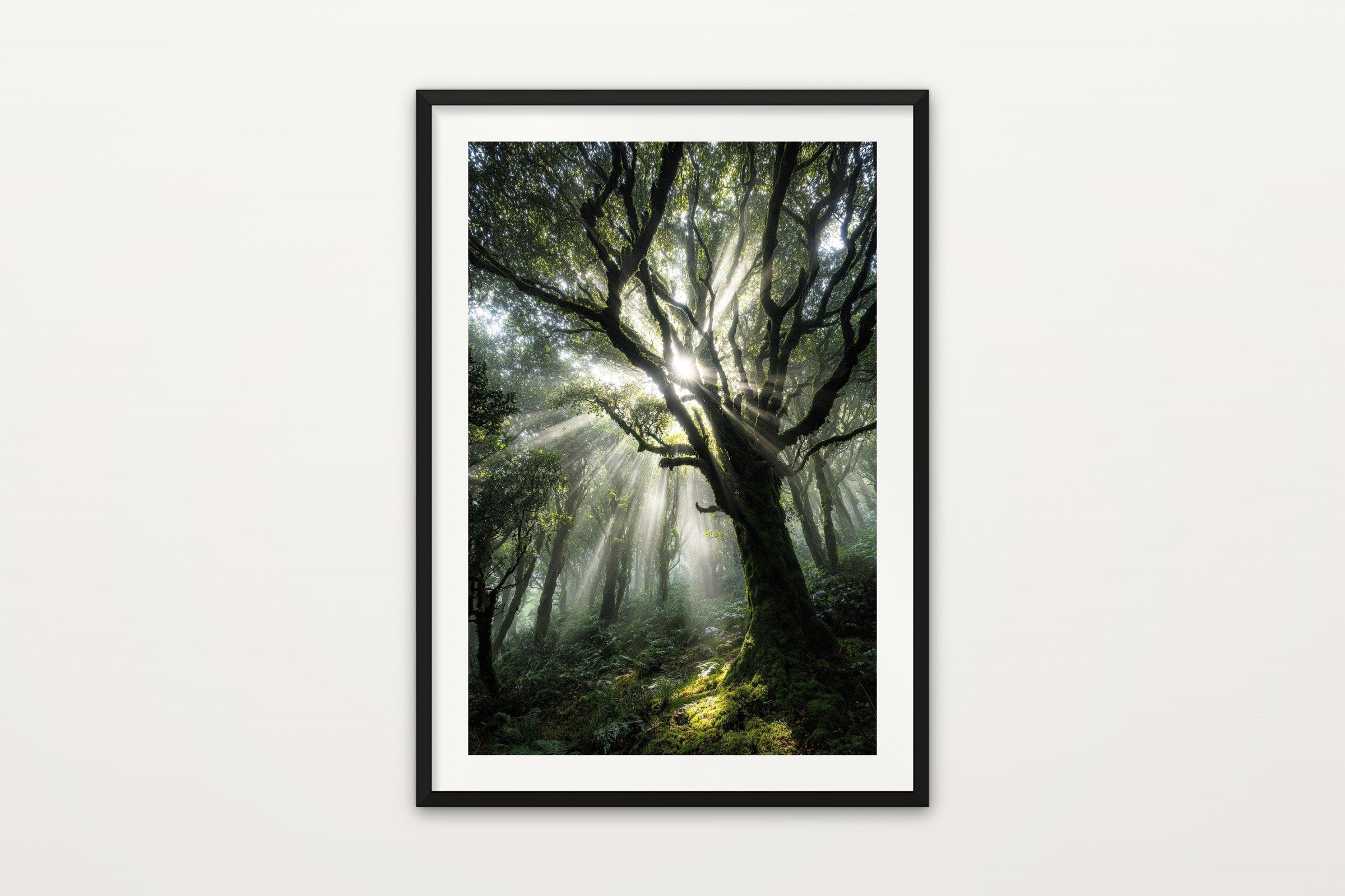 Forest Sunbeam