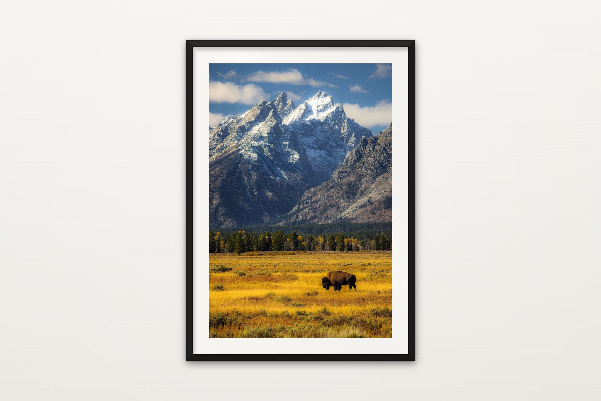 Lone Bison, Grand Teton