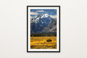 Lone Bison, Grand Teton