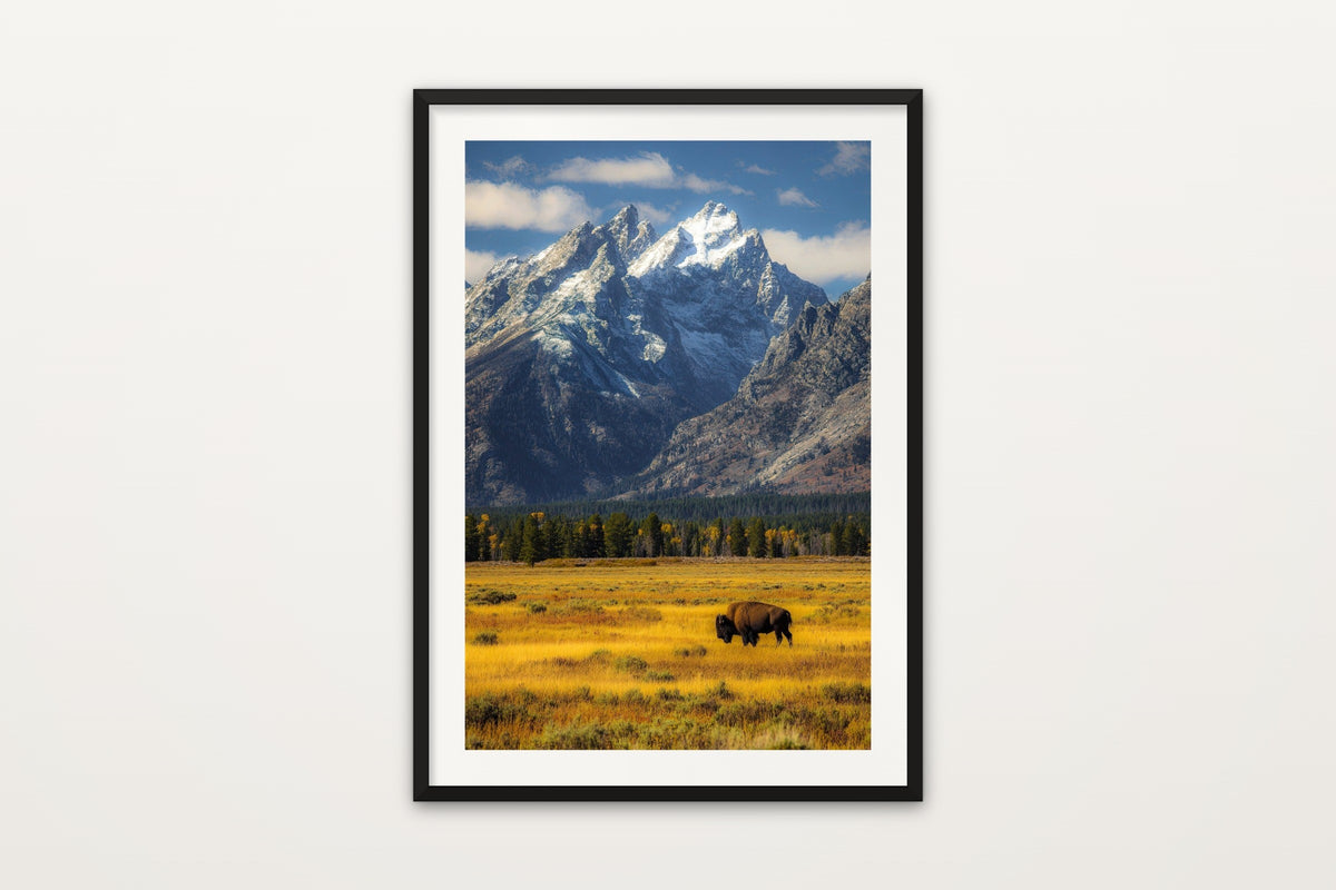 Lone Bison, Grand Teton wall art print – A lone bison in Grand Teton National Park, Wyoming