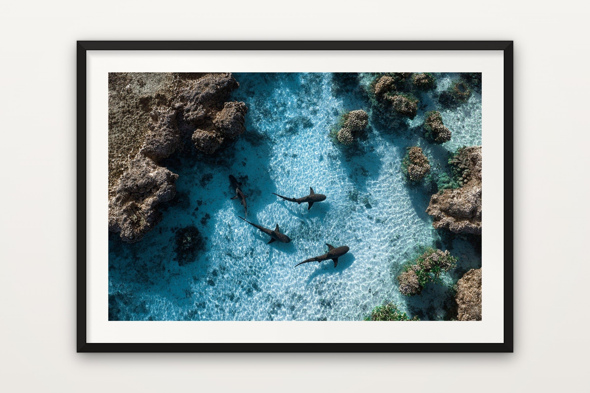 Reef Sharks