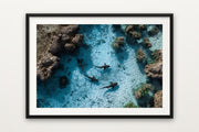 Reef Sharks