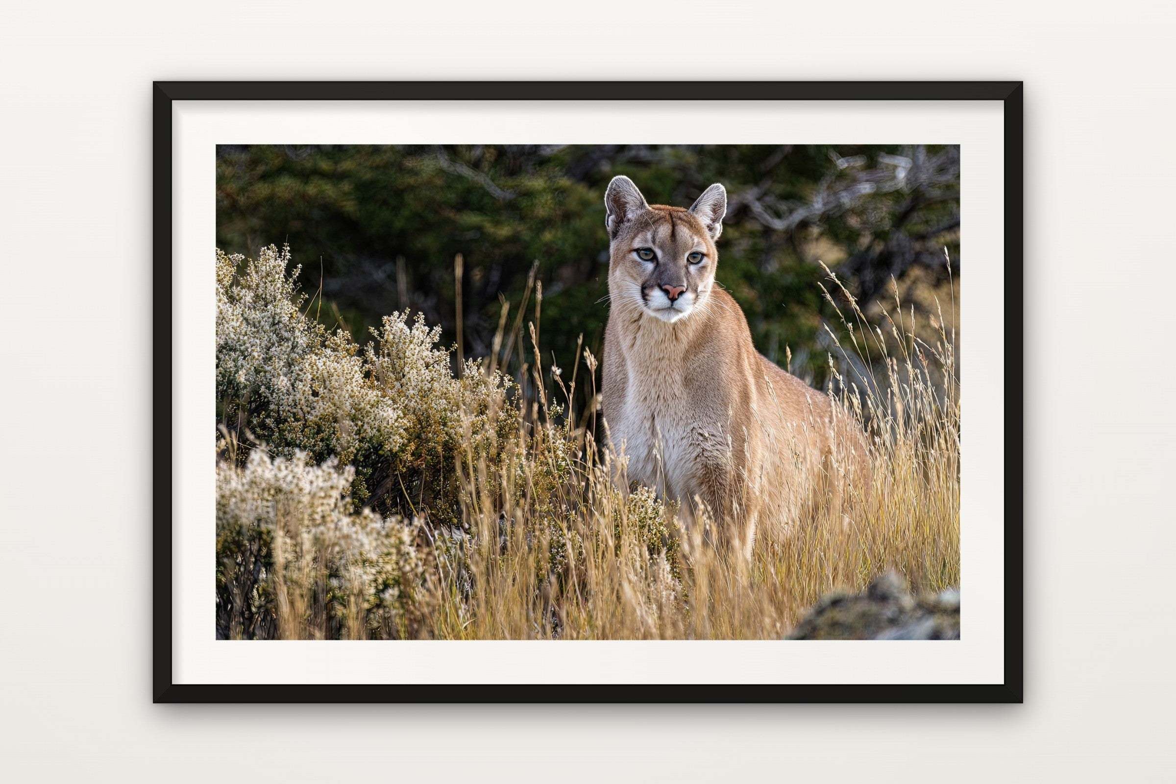 Puma of Patagonia
