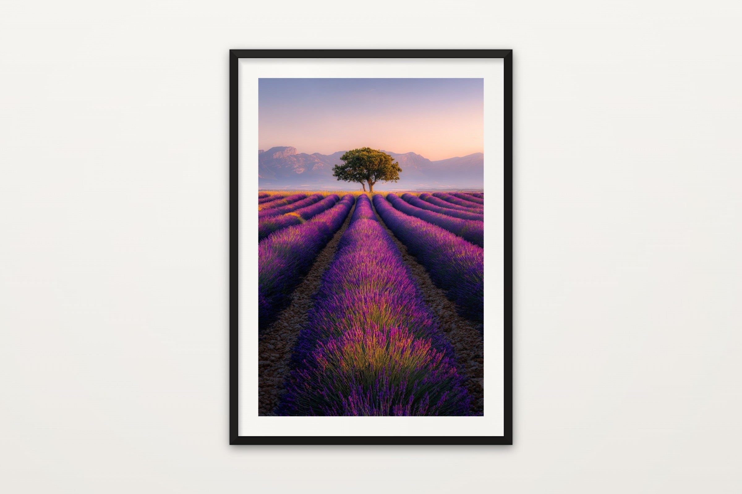 Valensole at Sunrise
