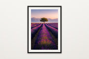 Valensole at Sunrise