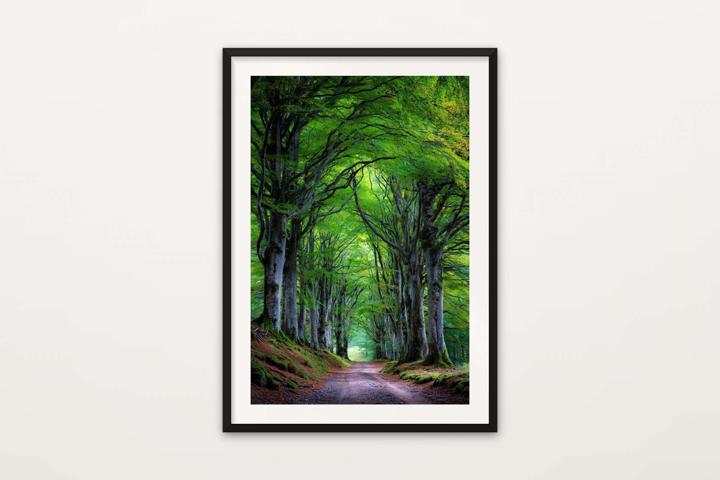 Beech Tree Avenue
