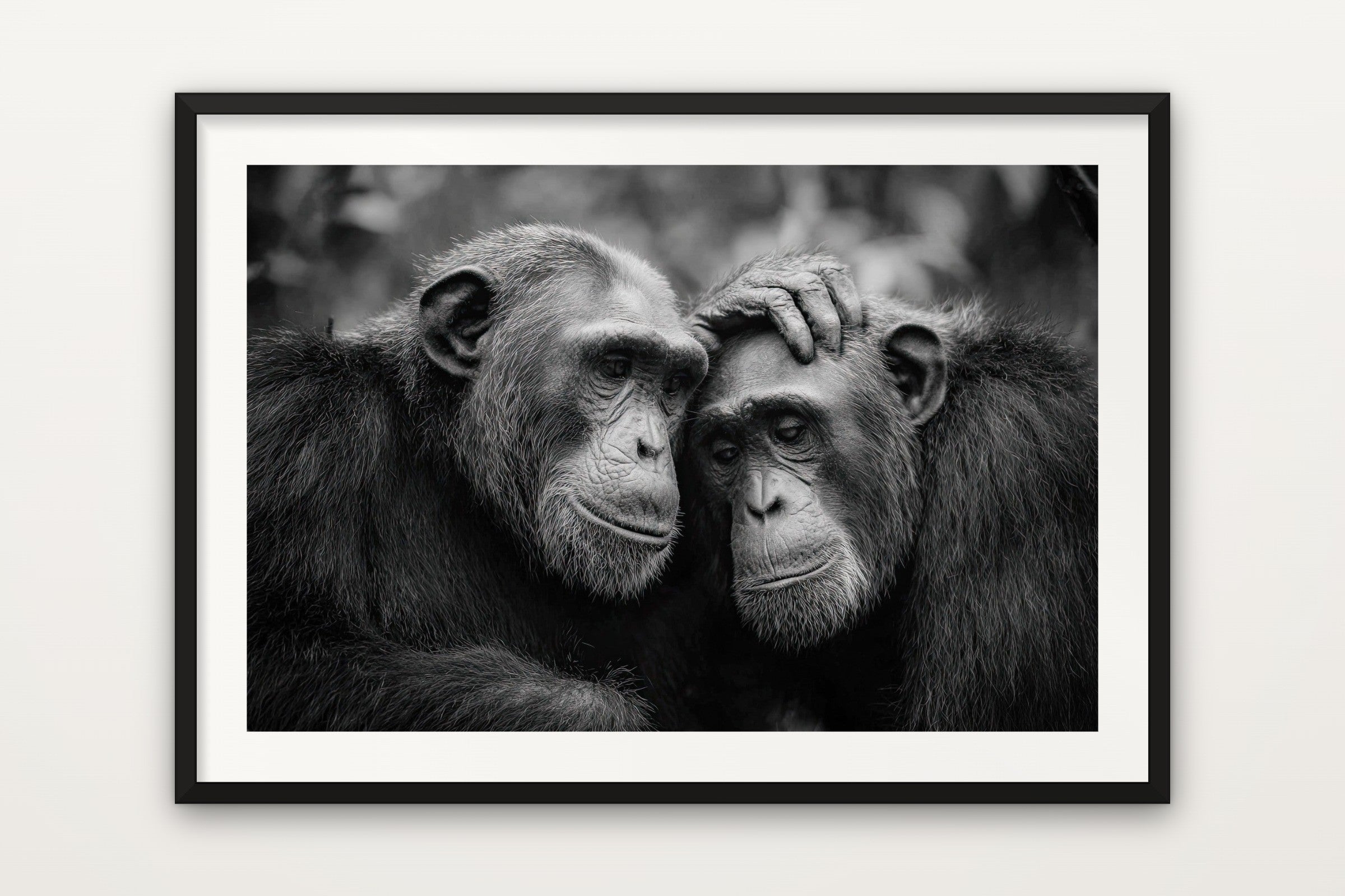 Chimpanzee Connection