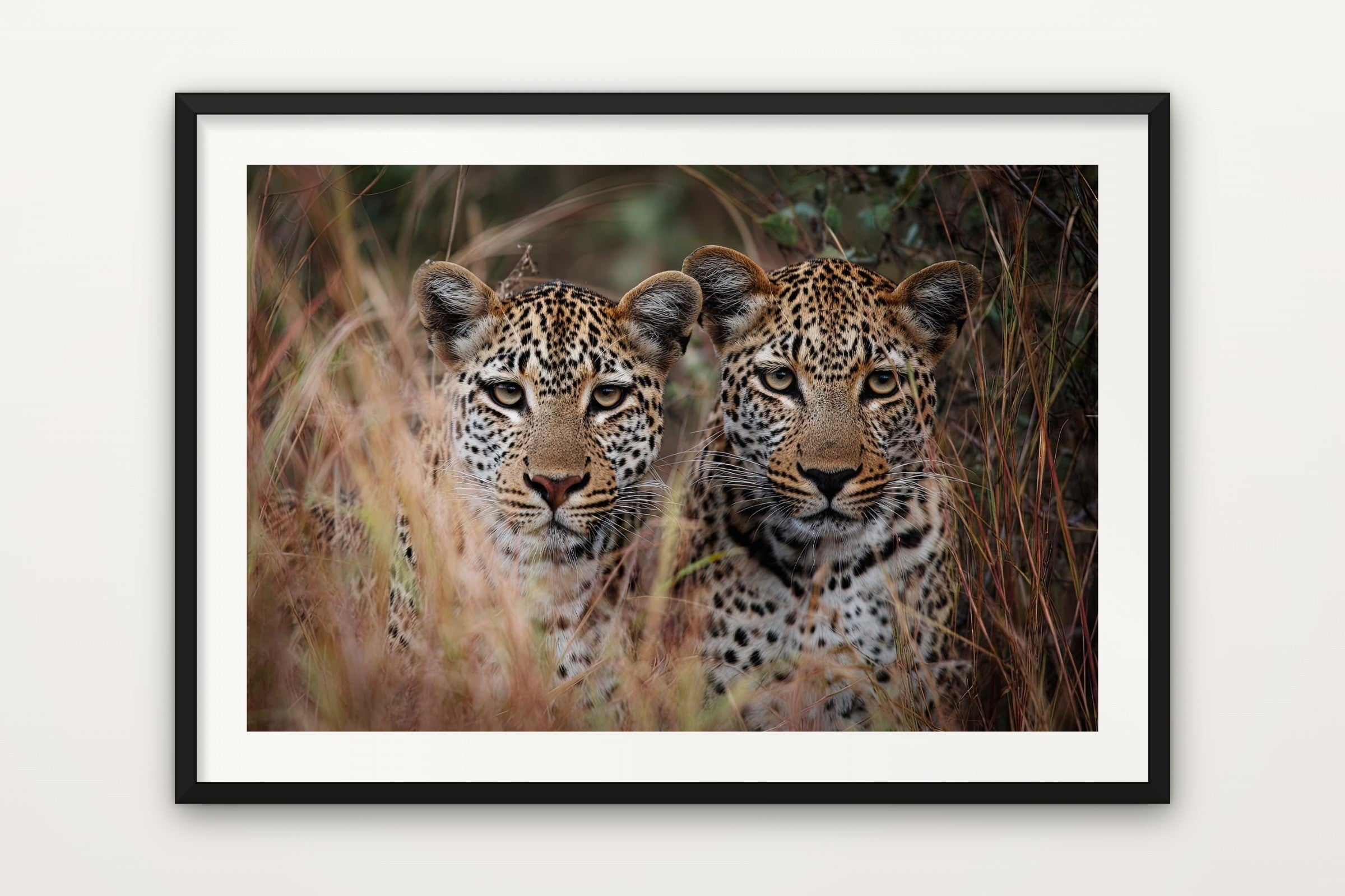 Leopard Duo