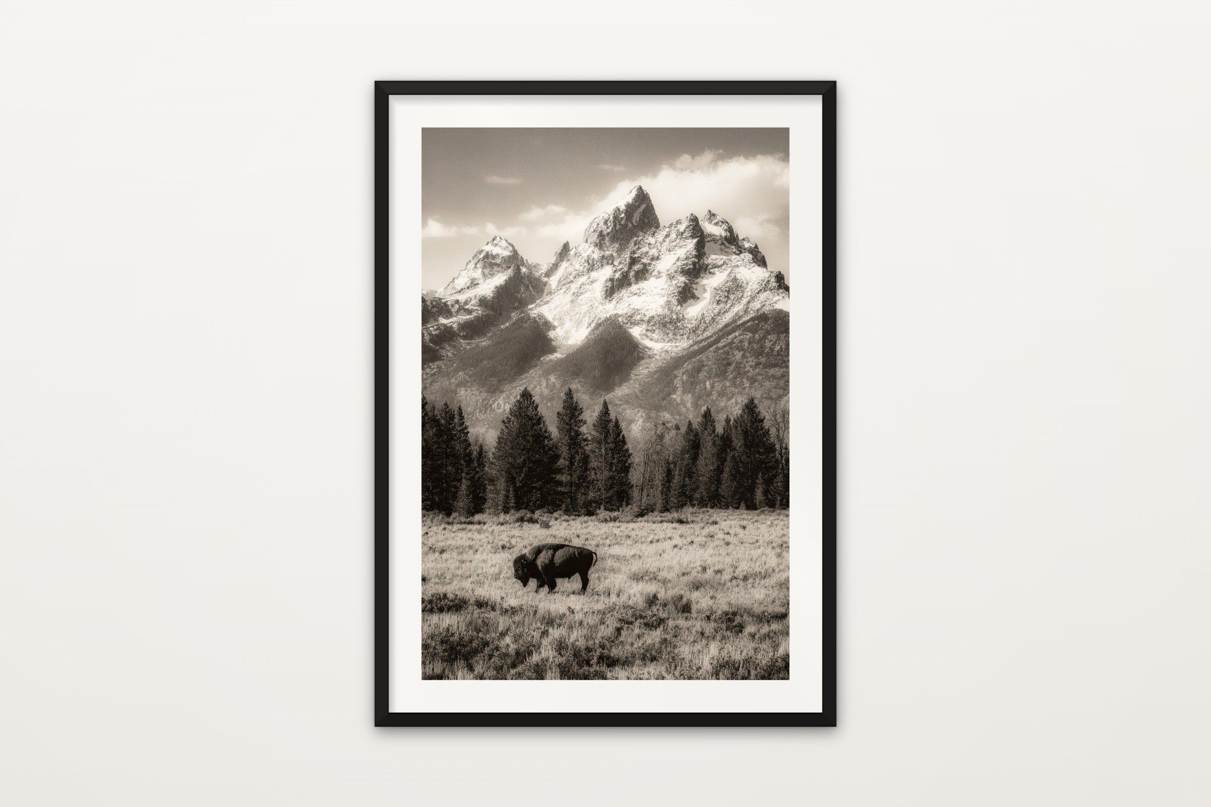 Teton Bison in Sepia
