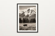 Teton Bison in Sepia