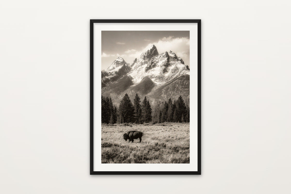 Teton Bison in Sepia wall art print – A Grand Teton bison in sepia black and white, Wyoming