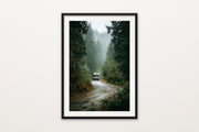 Rainy Forest Road Trip