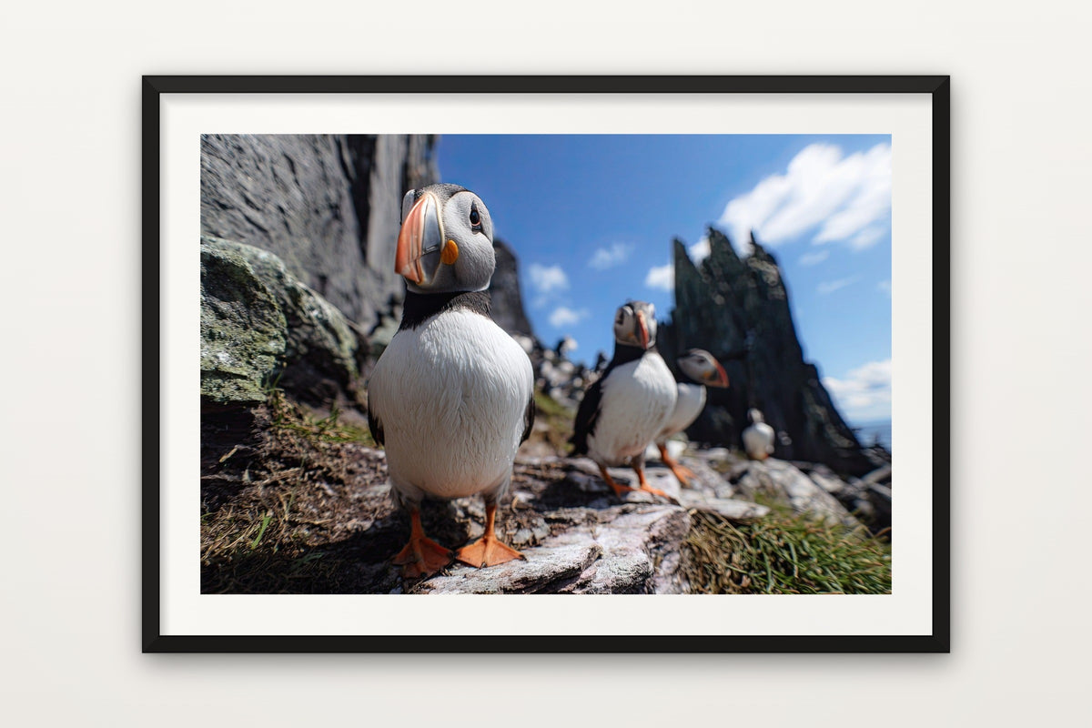 Skellig Puffins wall art print – Puffins on the Skellig Islands off the coast of Ireland