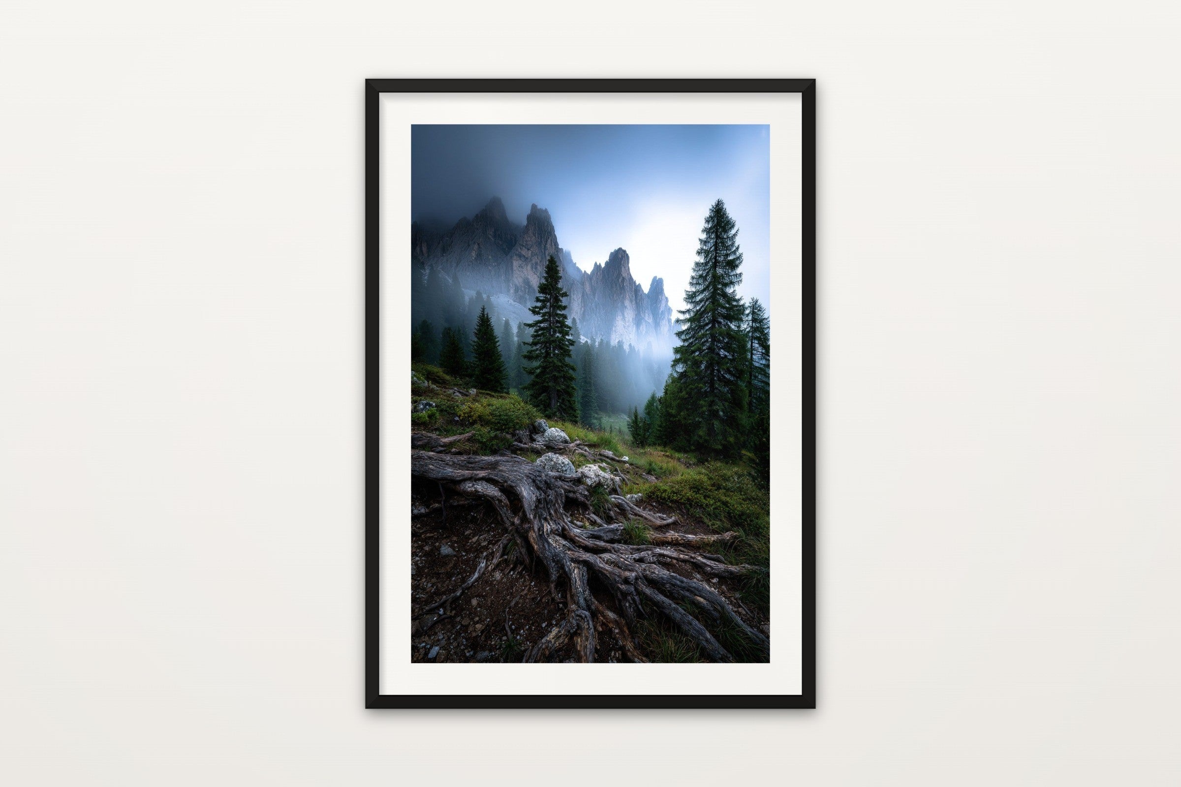Misty Forest Roots