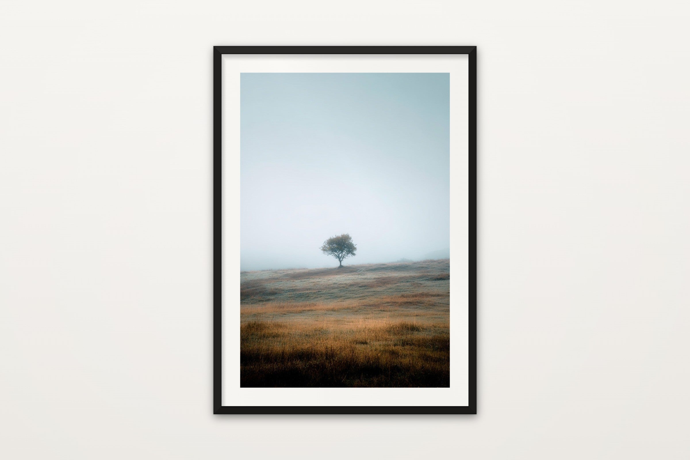 Lone Tree in Fog