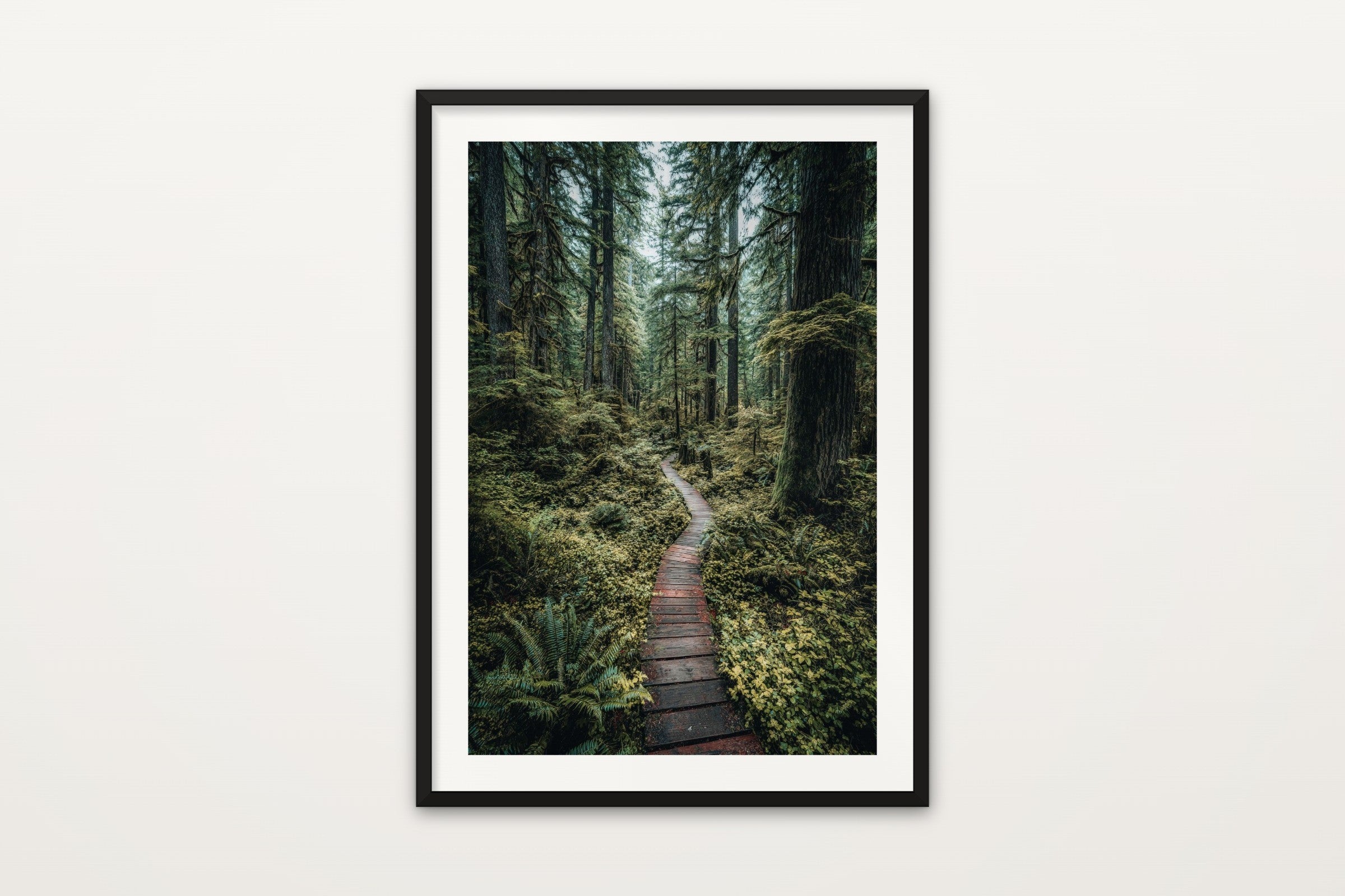 Rainforest Boardwalk