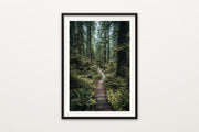 Rainforest Boardwalk