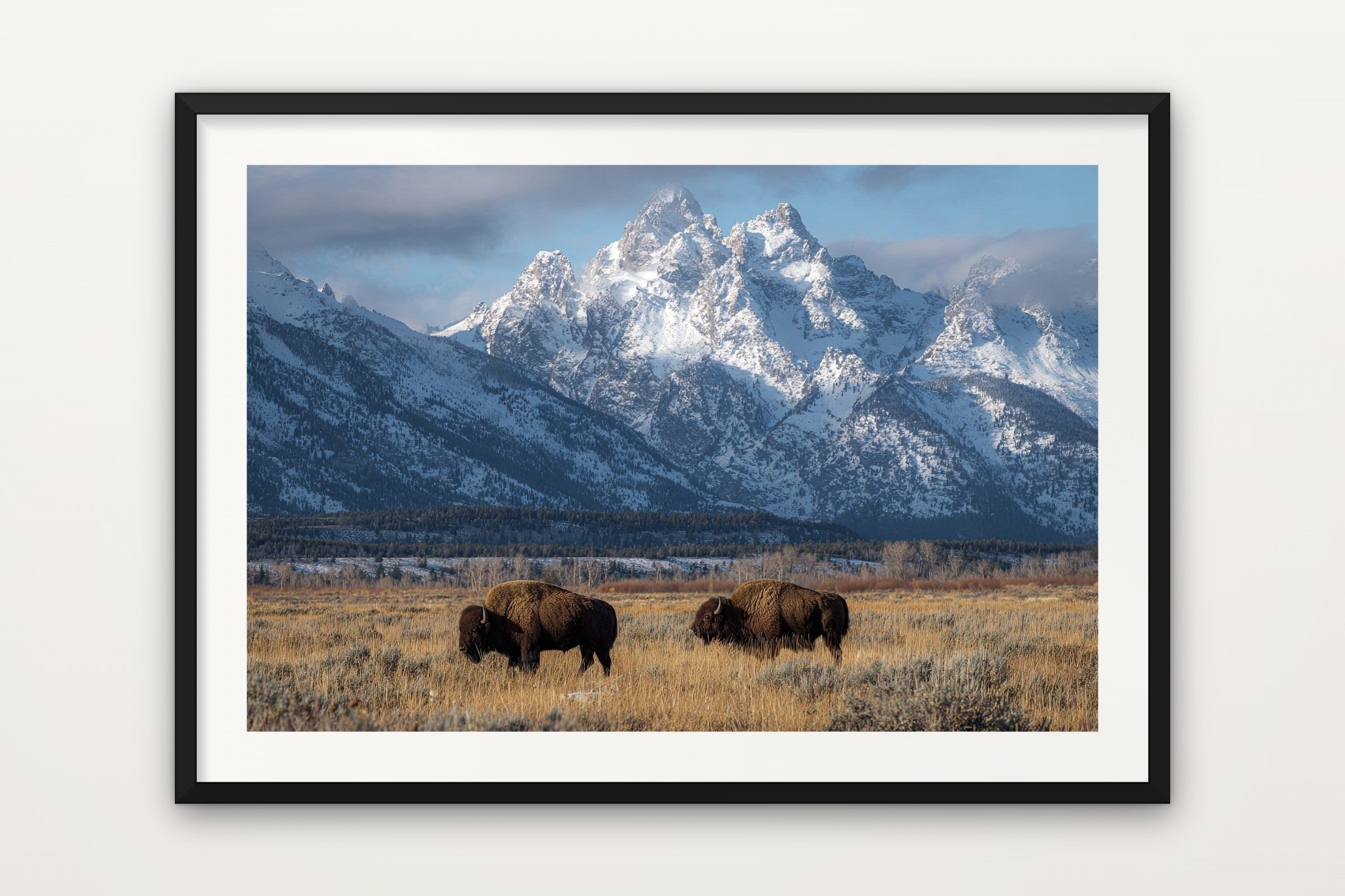 Teton Bison