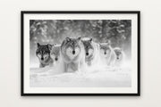 Wolf Pack