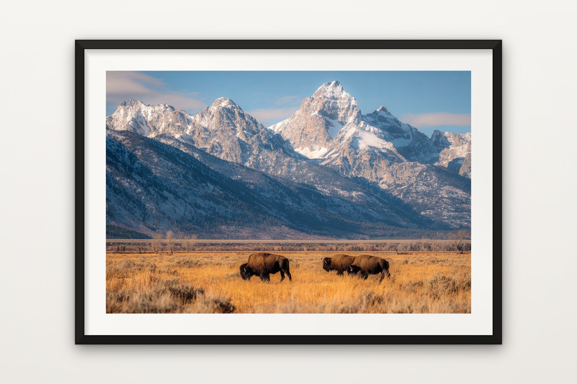 Bison Below the Tetons